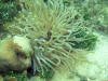 Sea Anemone - Roatan Honduras