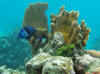 Coral Reef - Roatan Honduras