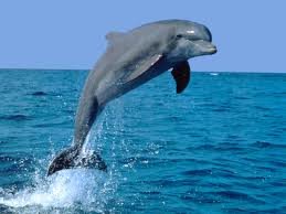 Roatan Dolphin Encounter