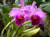 Orchid on Rpatan