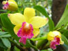 Orchids on Roatan