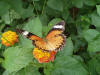 Roatan Butterfly Garden