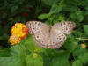Roatan Butterfly Garden