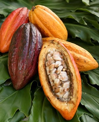 Roatan Honduras Cacao 