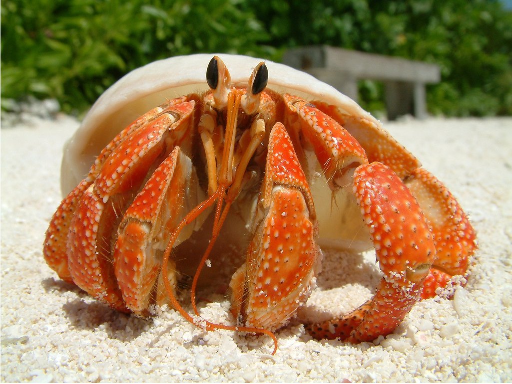 Roatan Crab