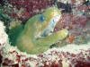 Green Moray Eel - Eoatan Honduras