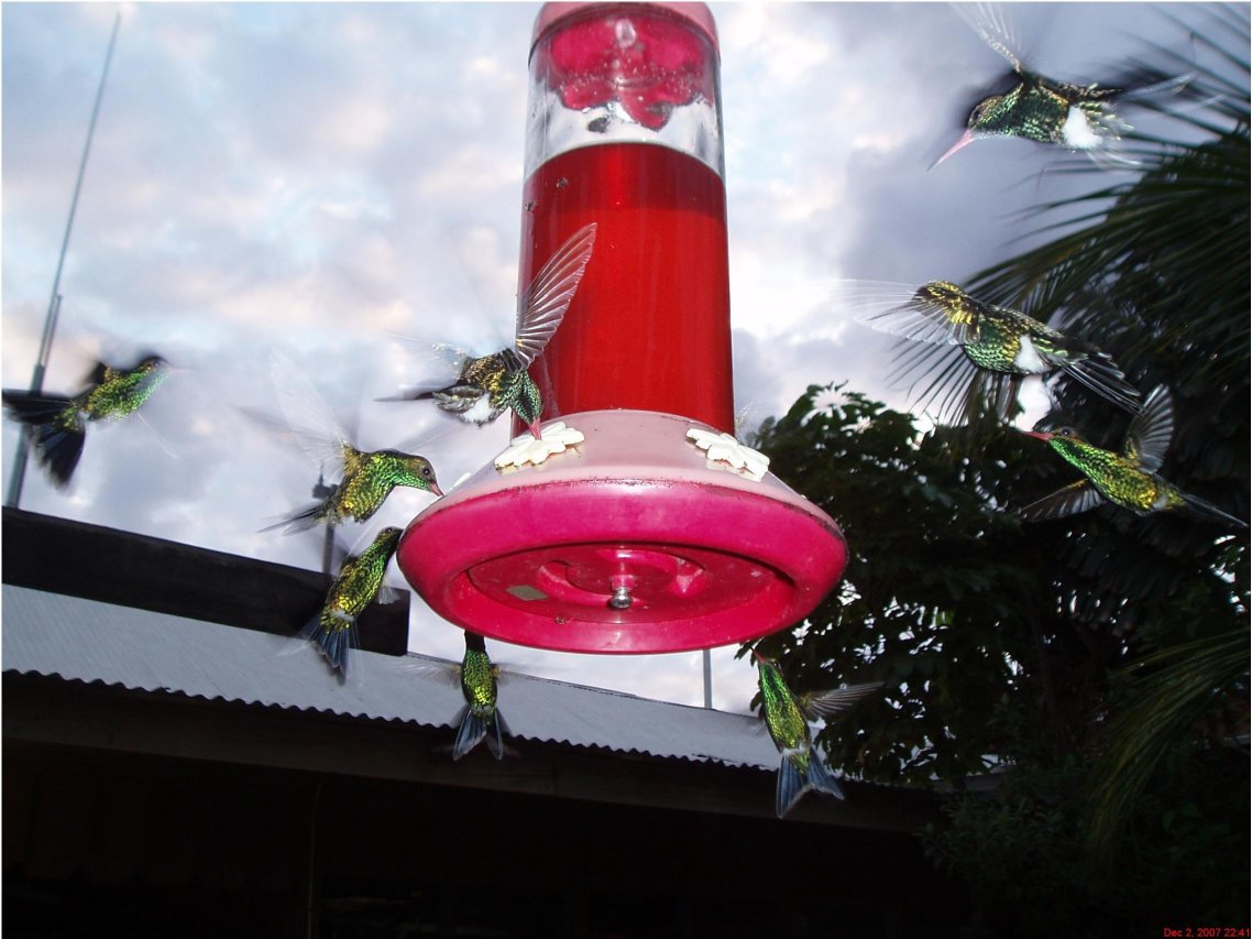 Roatan Hummingbirds