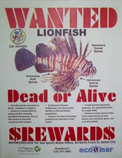 Roatan Lion Fish