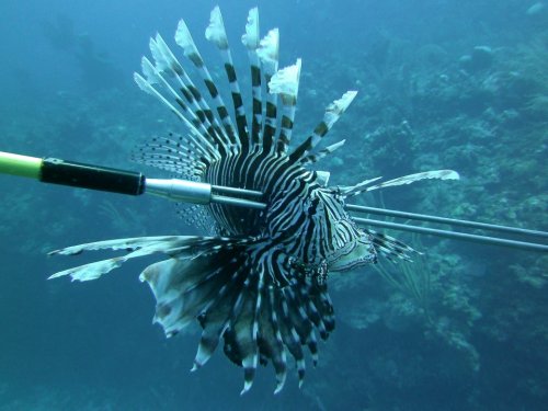 Roatan Lionfish Speared