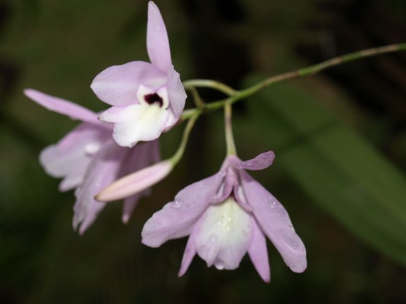 Roatan Orchid Flower