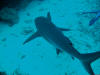 Shark Dive - Roatan Honduras