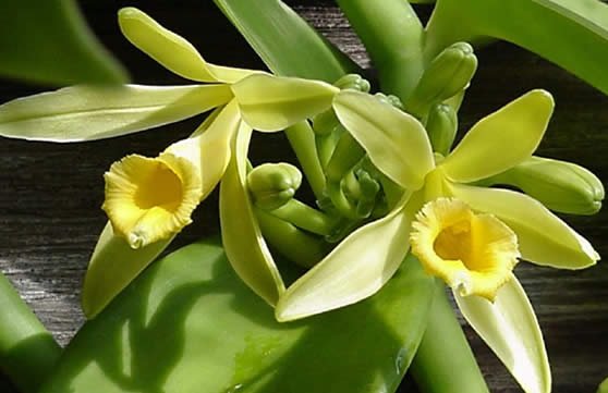 Roatan Honduras Vanilla Orchid