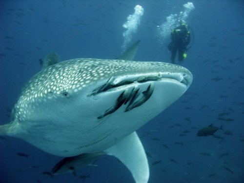 Roatan Whale Shark