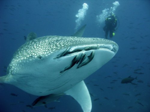 Scuba Diving on Roatan