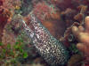 Snowflake Moray Eel - Roatan Honduras